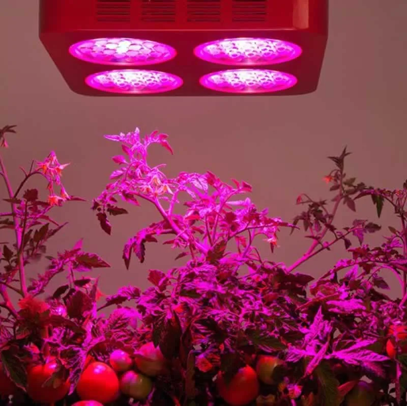 Grow organic vegetables year-round at home
