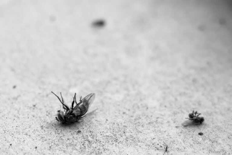 Keeping Pests Out Of Your Home Surprising Hacks