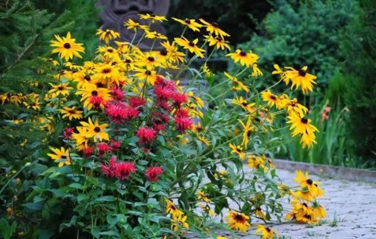 mix of classic perennials that attract pollinators in the garden