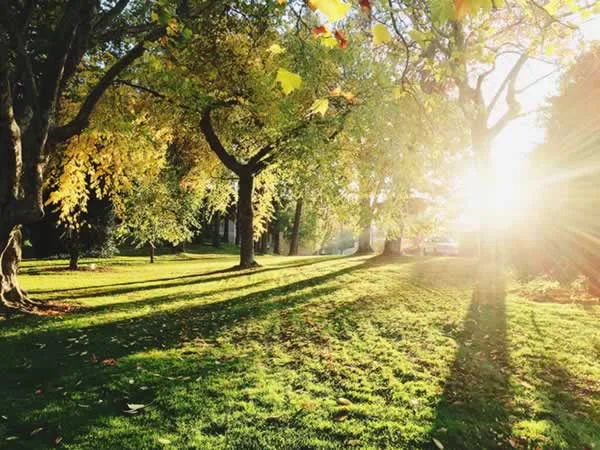Tree Lopping & Alternative Methods of Tree Maintenance