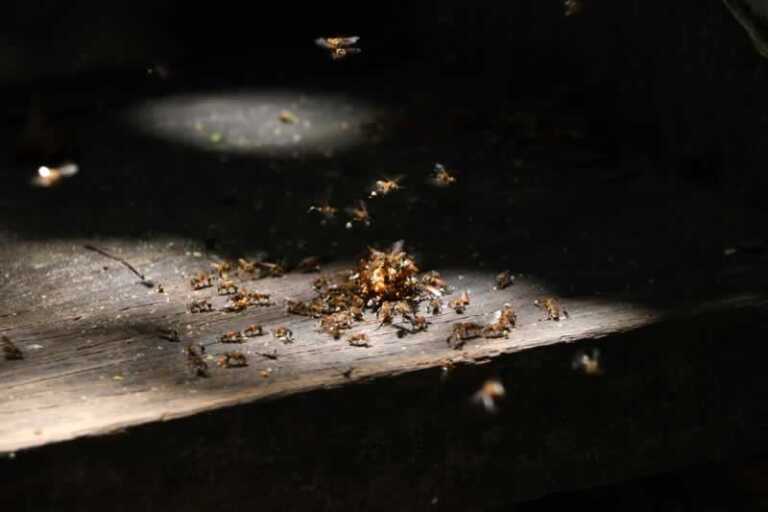 Why Did I Ignore The Winged Termites I Found In My Home Two Years Ago