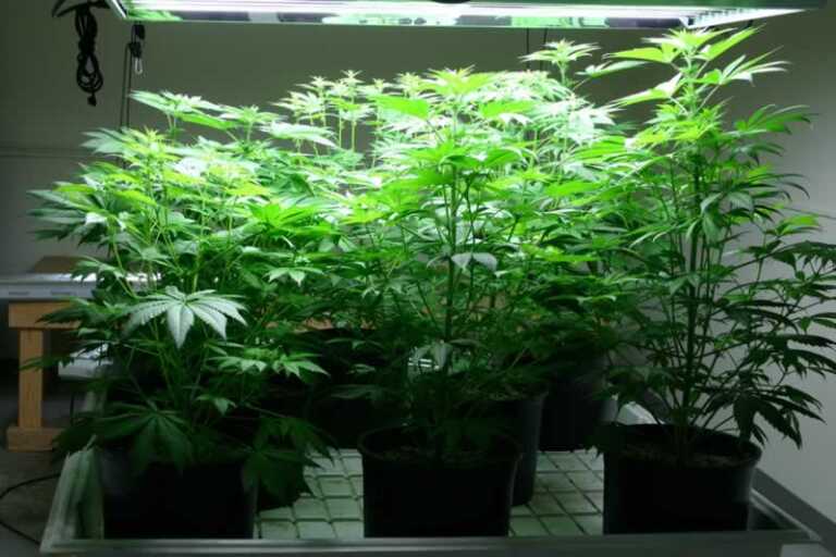 Rock your Indoor Cannabis Garden