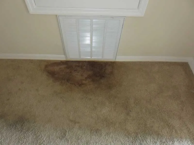 mold under carpet after water damage
