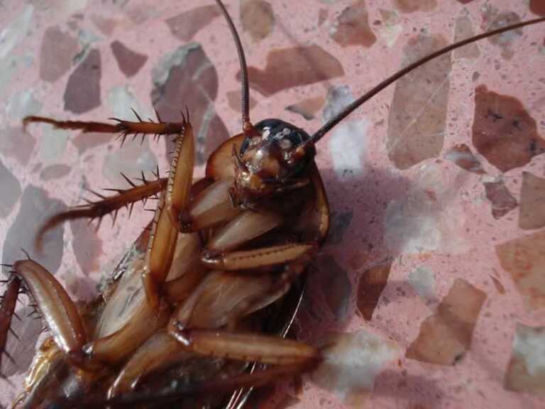 5 Pest Control Remedies You Can Do On Your Own