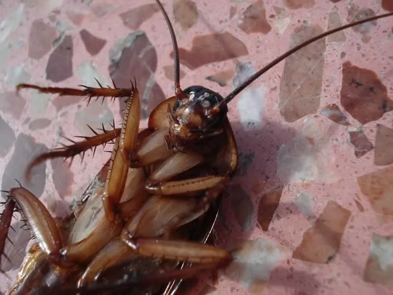 5 Pest Control Remedies You Can Do On Your Own