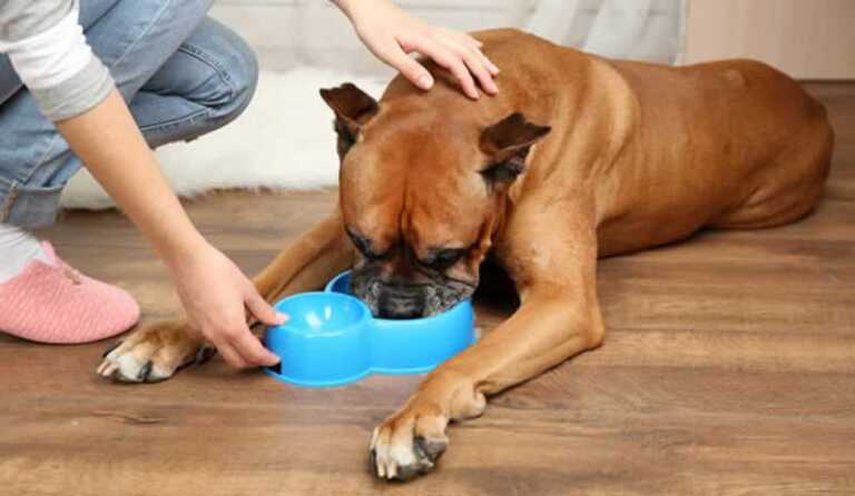 DIY Herbal Dewormers for Dogs