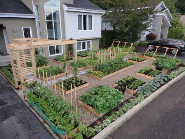 How to create an organic vegetable garden at home