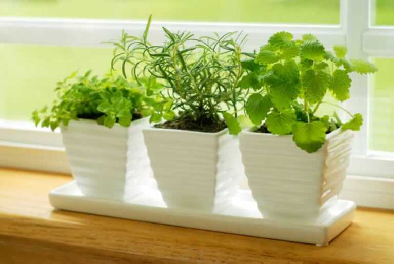 indoor plants in pots on the window