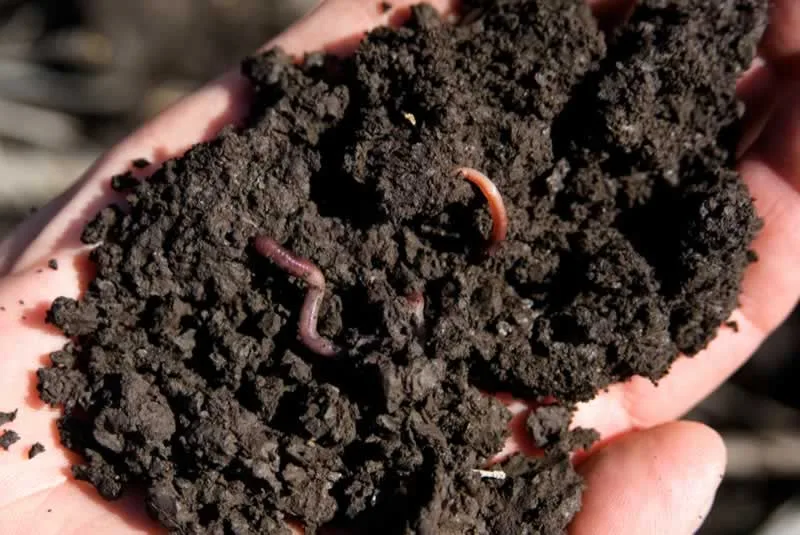Six Reasons for Using Worm Castings in Your Garden Soil