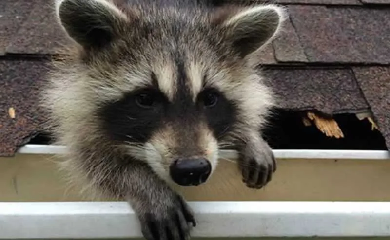 5 Signs You Have a Raccoon in the Attic