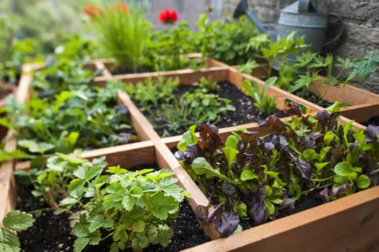 How to grow vegetables in a small garden