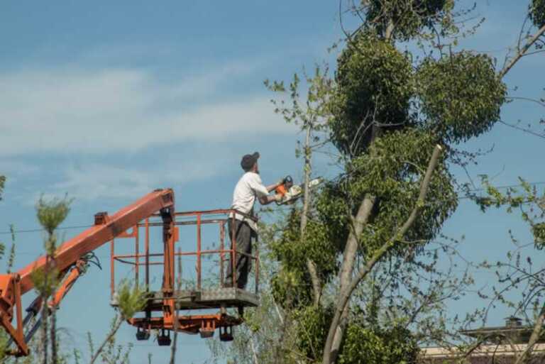 What Does A Tree Removal Service Actually Do