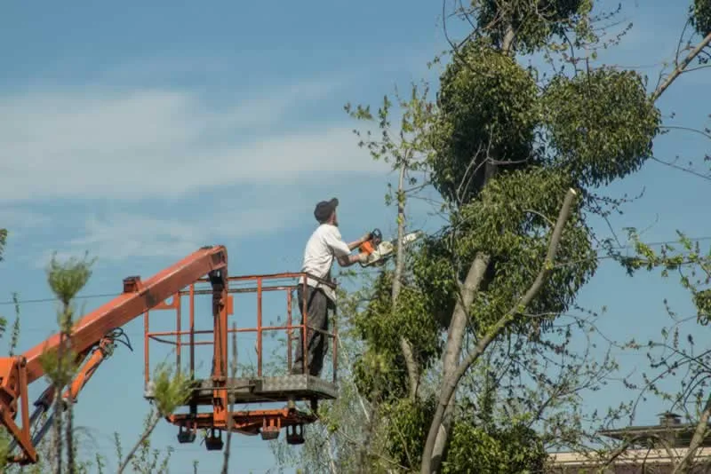 What Does A Tree Removal Service Actually Do