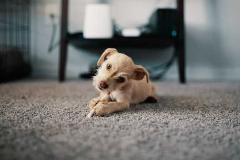 Which Type Of Carpet Should You Pick
