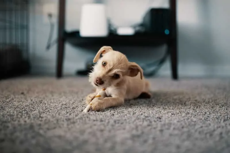 Which Type Of Carpet Should You Pick