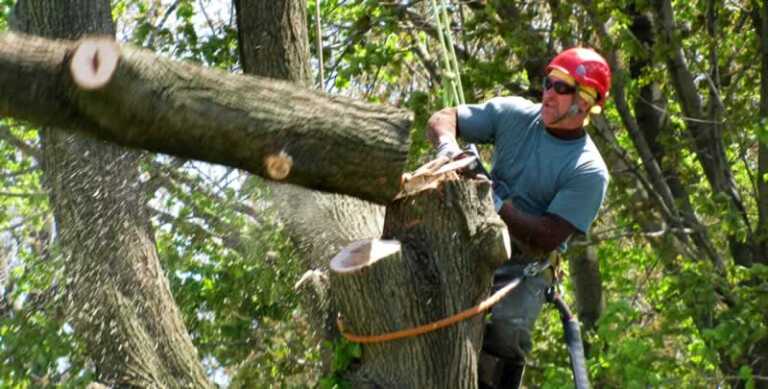 A Guide to Hiring a Tree Lopping Service