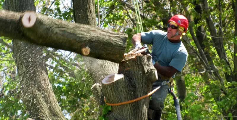 A Guide to Hiring a Tree Lopping Service
