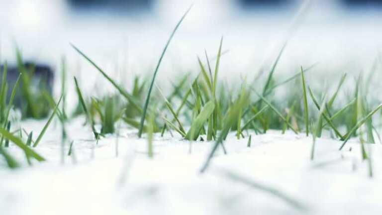 How to Protect Your Lawn from Harsh Weather Conditions