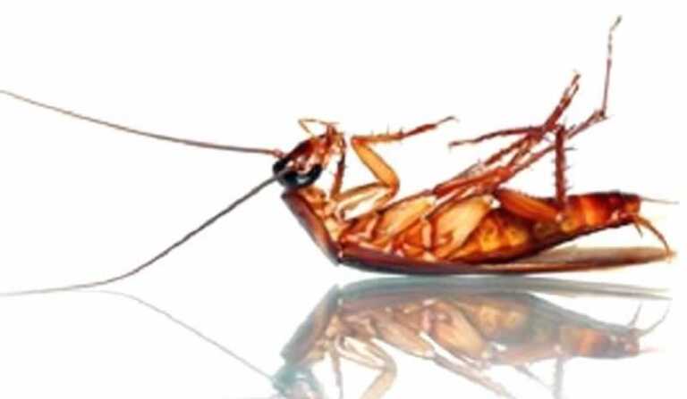 How to get rid of roaches naturally 