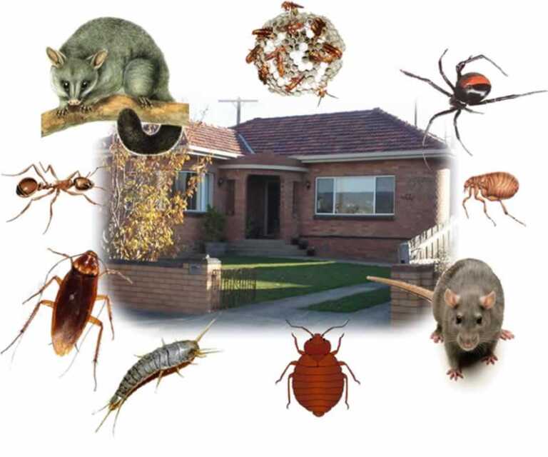 How to keep your home safe from pest