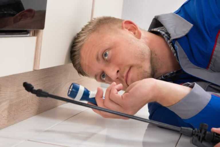Pest control mistakes - inspection