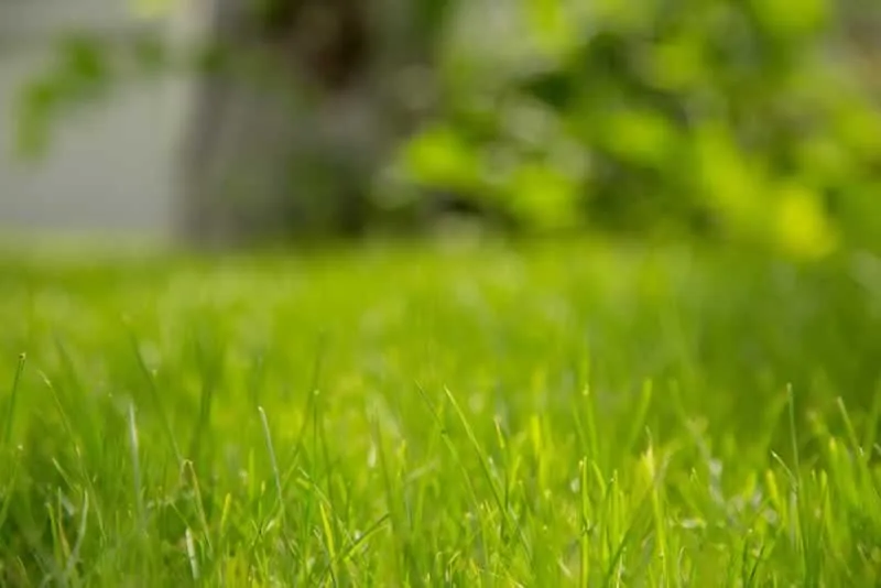 Residential Artificial Turf