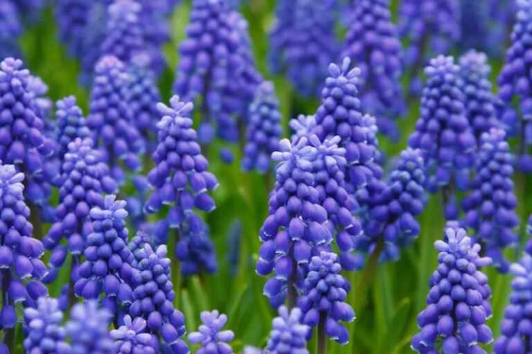 beautiful blue flowers in the garden