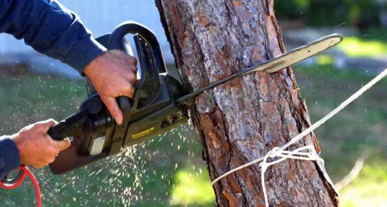 How do you safely remove a tree