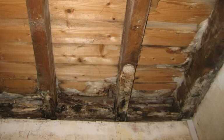 How to identify and treat wet rot