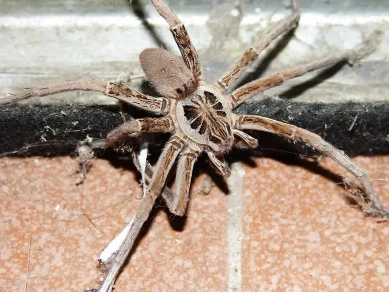 Florida Wolf Spider in Your Attic
