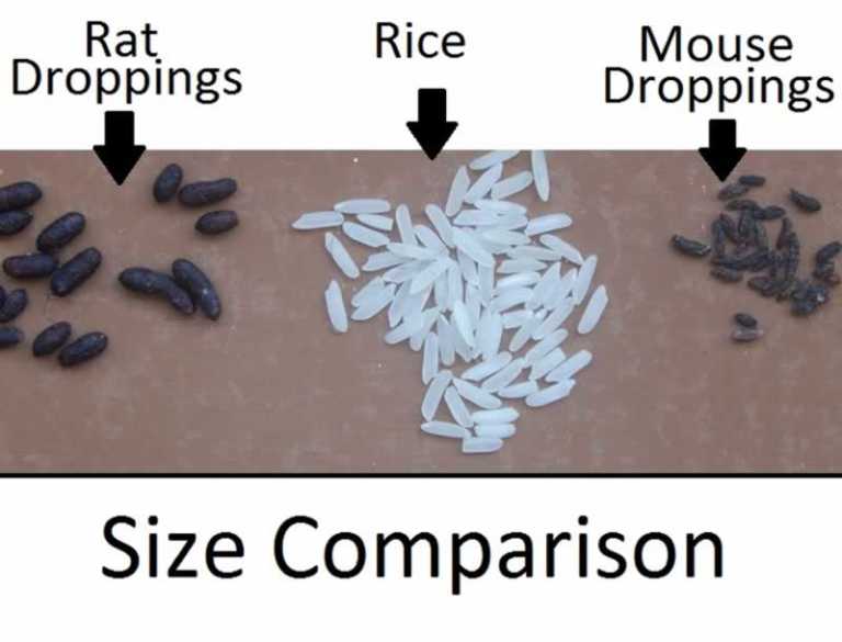 Red Ribbed Droppings How to identify rat droppings | Handyman tips