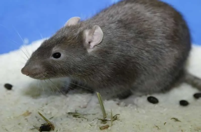 How to identify rat droppings