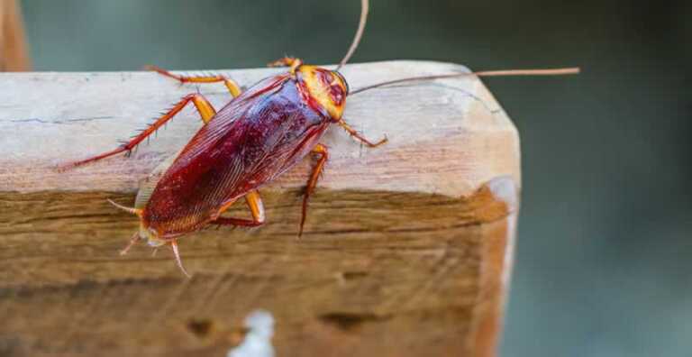 Tips on Dealing with Pests Within Your Home