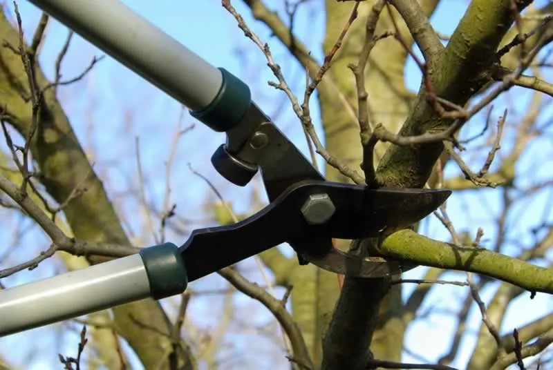 pruning branches with shears