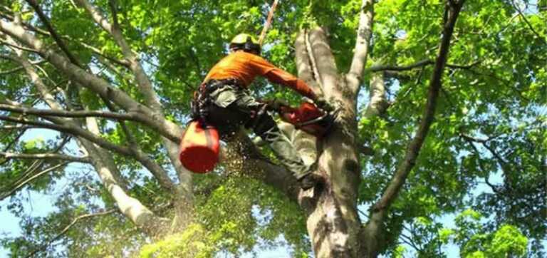 Hiring a Tree Service Company