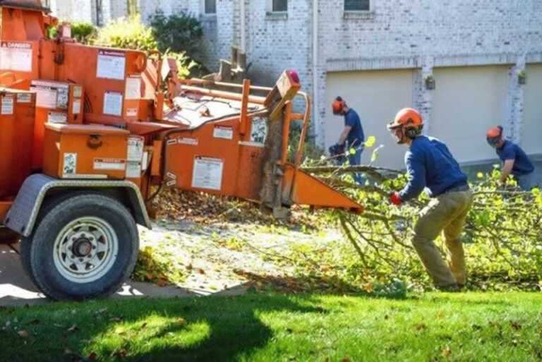 How to find the best tree service company