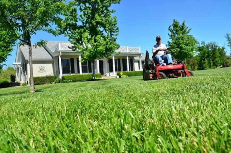 Keeping a Healthy Lawn Year-Round