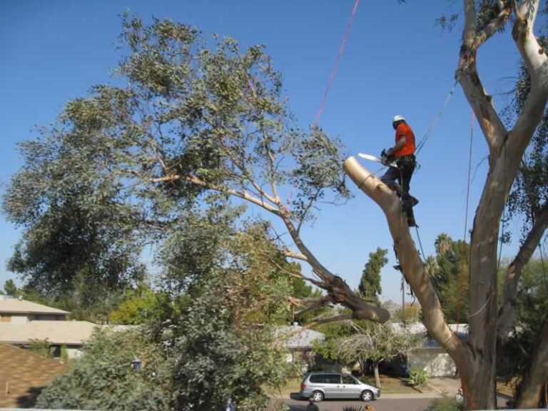 When to Call a Professional Tree Service For Safe Tree Removal