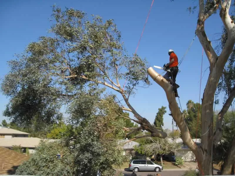 When to Call a Professional Tree Service For Safe Tree Removal