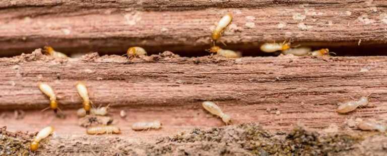 Why Should You Get Rid of Termites