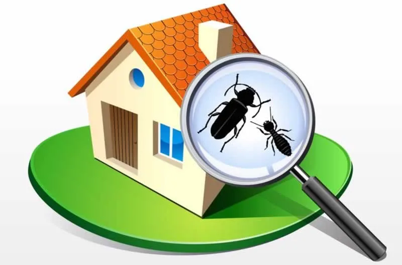 7 tips to buy a termite free home
