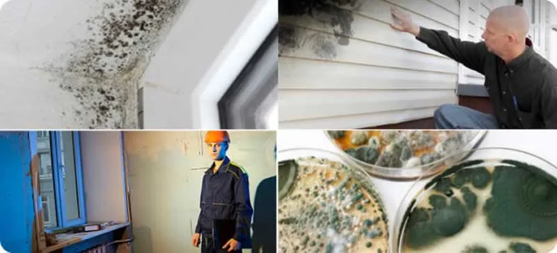 All on mold inspections