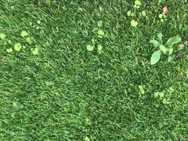 Can weeds grow through synthetic grass