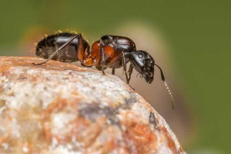Signs of a pest invasion in your property