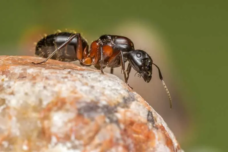 Signs of a pest invasion in your property