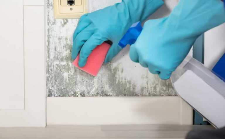 Top Benefits of Quick Mold Removal
