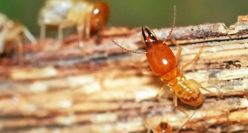 Why Termite Pest Control is in Demand in Melbourne