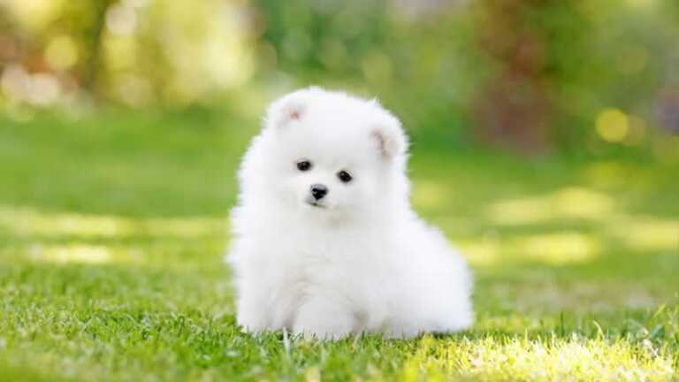 4 Facts about Teacup Puppies All Dog Lovers Should Know