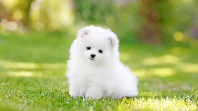 4 Facts about Teacup Puppies All Dog Lovers Should Know