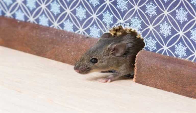 4 Tips for Dealing with a Rodent in Your House